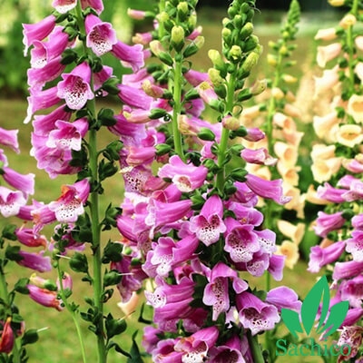 Hạt giống hoa mai địa hoàng mix