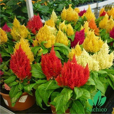 Hạt giống hoa Mào gà lửa Mix