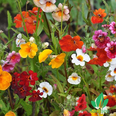 Hạt giống hoa Nemesia Mix (Hoa Mây)