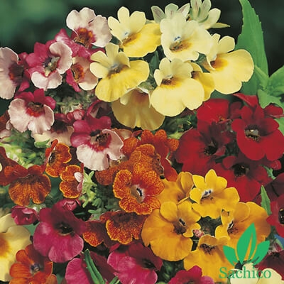 Hạt giống hoa Nemesia Mix