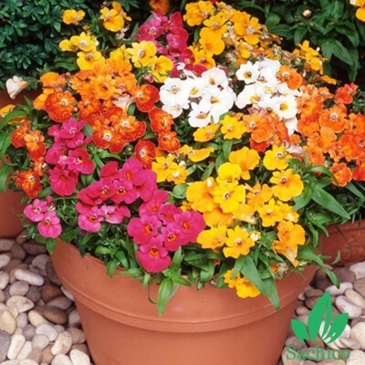 Hạt giống hoa Nemesia Mix