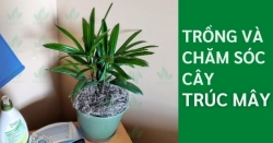 Cách trồng Cây Trúc Mây từ cơ bản tới nâng cao
