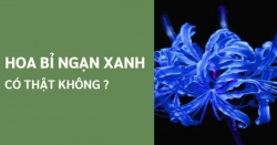 Hoa Bỉ Ngạn Xanh có thật không? Nguồn gốc và ý nghĩa ra sao?