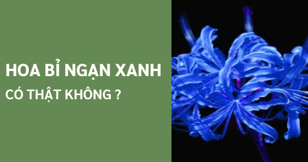 Hoa Bỉ Ngạn Xanh có thật không? Nguồn gốc hoa Bỉ Ngạn xanh