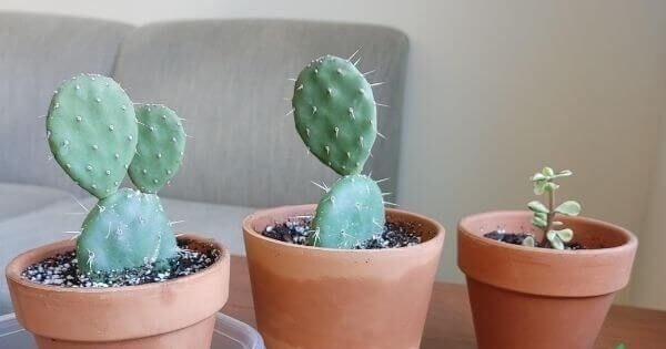 Hướng dẫn trồng và chăm sóc cây Lê Gai đúng chuẩn