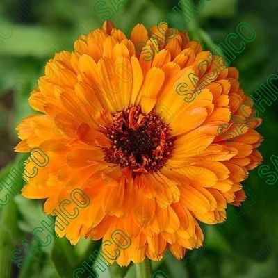 Hạt Giống Hoa Cúc Susi