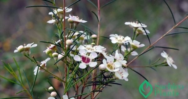 Cách trồng hoa Thanh Liễu từ cơ bản đến nâng cao