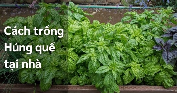 Cách trồng húng quế, chăm sóc và thu hoạch