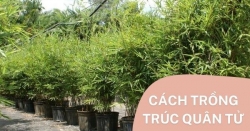Cách trồng Trúc quân tử và chăm sóc tại nhà