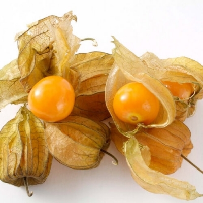 Cây tầm bóp sấy khô