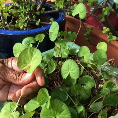 Hạt giống rau má