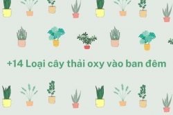 14 Loại cây nhả oxy ban đêm, tốt nhất để trồng trong nhà