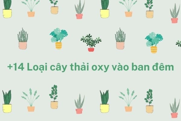 14 Loại cây nhả oxy ban đêm, tốt nhất để trồng trong nhà