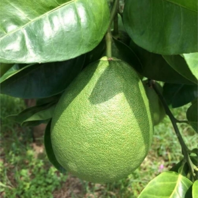 Quả bưởi năm roi