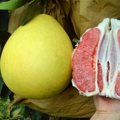 Quả bưởi ruột hồng