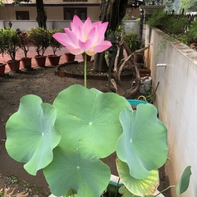 Cây giống sen hồng