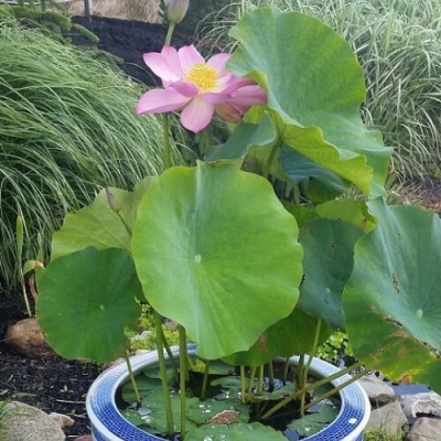 Cây giống sen hồng