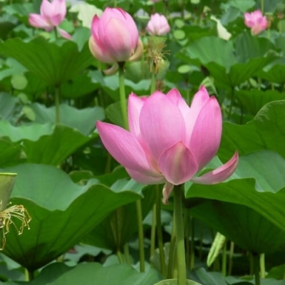 Cây giống sen hồng