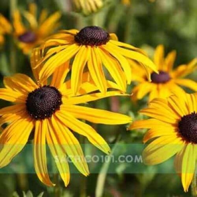 Cúc Tâm Đen (Rudbeckia fulgida)