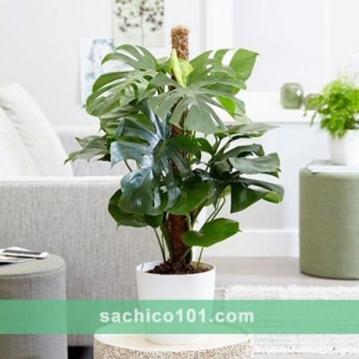 Cây Monstera