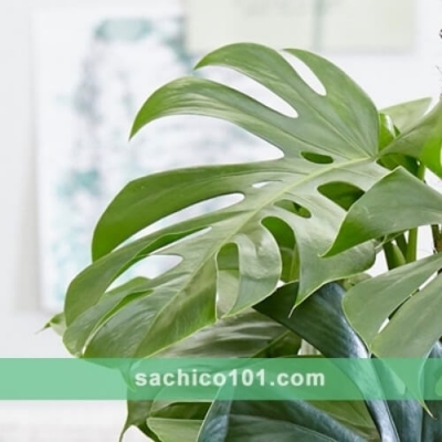 Lá Cây Monstera