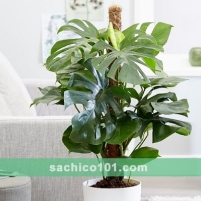 Cây Monstera