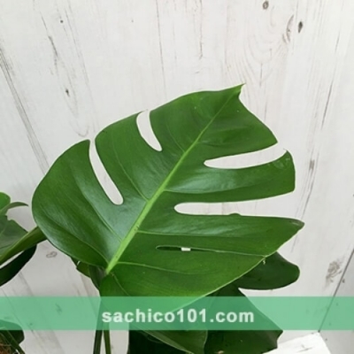 Lá Cây Monstera