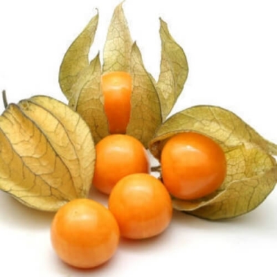 Quả tầm bóp khô
