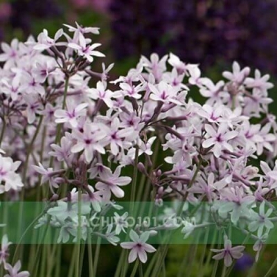 Hoa cây Tulbaghia