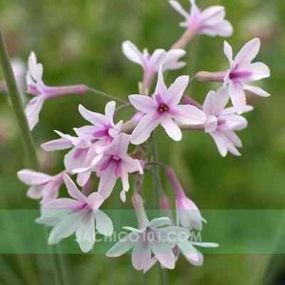 Hoa cây Tulbaghia