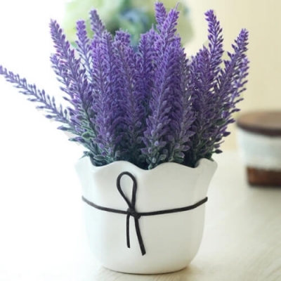 Chậu hoa lavender