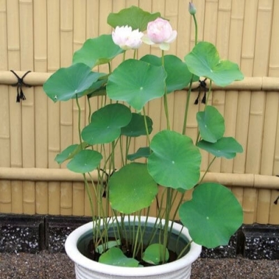 Cây giống hoa sen trắng