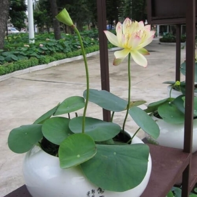Cây hoa sen trắng