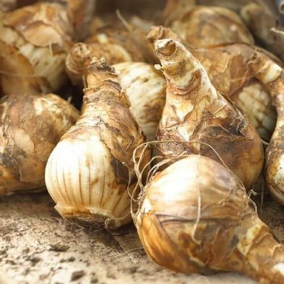 Combo 10 Củ hoa thủy tiên