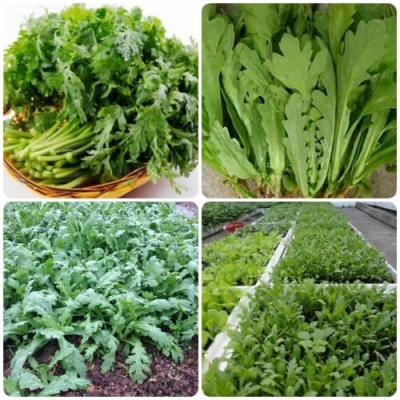 Cây cải cúc nếp