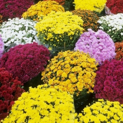 Hạt giống cúc mâm xôi