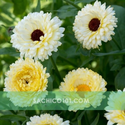 Hạt giống hoa cúc các loại