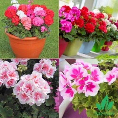 Hạt giống hoa Phong Lữ Mix
