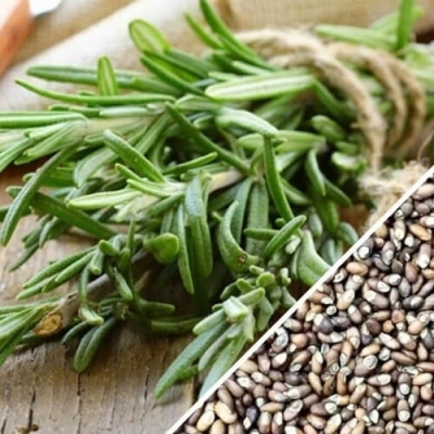 Hạt giống hương thảo