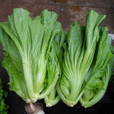 Hạt giống rau cải bẹ