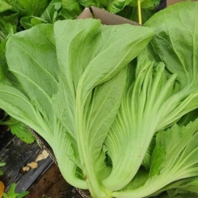 Cây rau cải bẹ