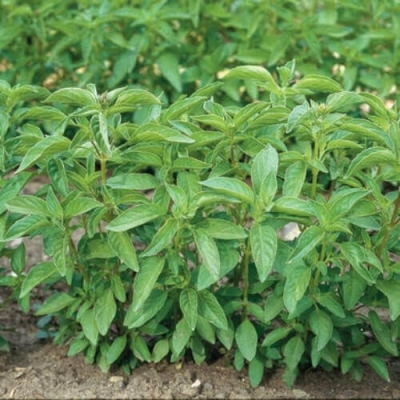 Hạt giống rau húng quế