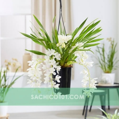 Lan Kiếm (Hoa Lan Kiếm Trắng)