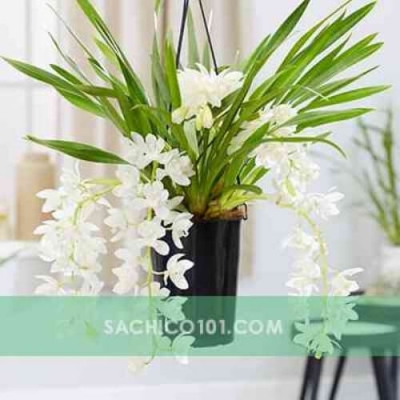 Hoa lan kiếm trắng
