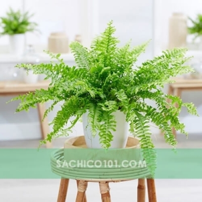Cây Dương Xỉ (Nephrolepis exaltata)