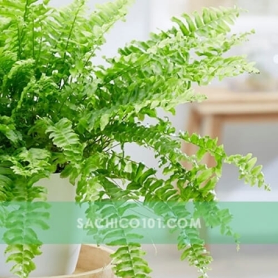 Cây Dương Xỉ 