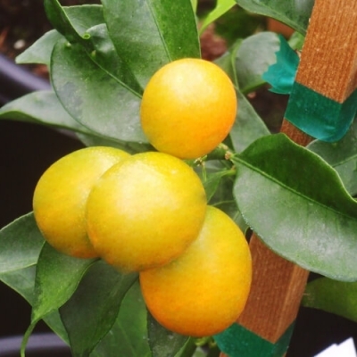 Cây giống cam vàng Mỹ