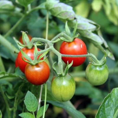 Hạt giống cà chua đỏ