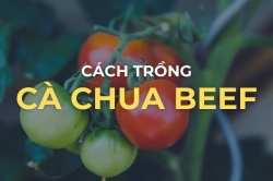 Cách trồng cà chua Beef trong vườn