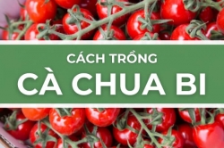 Cách trồng cà chua bi - Trồng và hái cà chua anh đào